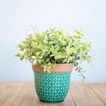 No centro, arranjo de eucalipto artificial em vaso de ceramica turquesa apoiado sobre madeira em fundo azul