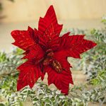No centro, flor de natal em veludo vermelho com detalhes em glitter vermelho no fundo de madeira decorado com folhagens nevada
