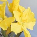Foco aproxima de uma das flores de amarilis amarela em fundo azul