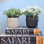 Mini cena. No centro, dois arranjo de folhagem tipo capim e semestinhas brancas nos vasos de ceramica off-write e preto apoiados sobre caixas livros em fundo azul