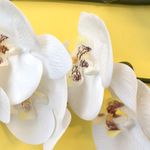 Foco aproximado e detalhado das flores de orquidea branca em fundo amarelo