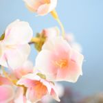 No centro, foco aproximado e detalhado das petálas de flor de cerejeira rosa claro em fundo azul