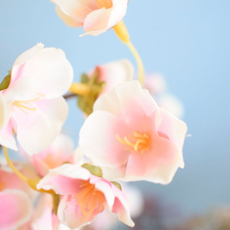 No centro, foco aproximado e detalhado das petálas de flor de cerejeira rosa claro em fundo azul