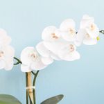 No centro, foco aproximado de uma das hastes do arranjo de orquidea branca em fundo azul
