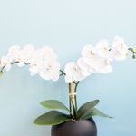 No centro, arranjo artificial de orquidea branca com duas hastes em vaso redondo preto fosco em fundo azul