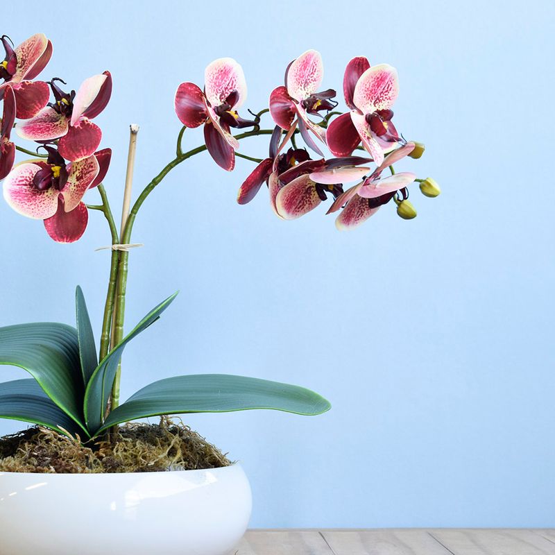 No lado esquerdo, foco aproximado parte do arranjo  artificial de orquidea com 2 hastes na cor marsala em vaso de ceramica branca tipo bacia apoiado sobre mesa de madeira em fundo azul