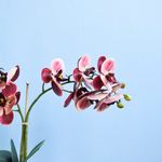 No lado esquerdo, foco aproximado e detalhado de uma das hastes artificiais de orquidea marsala em fundo azul