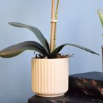 No centro, foco aproximado na lateral do vaso canelado cor creme com folhas e haste de orquidea artificial apoiado sobre caixa livro em fundo azul