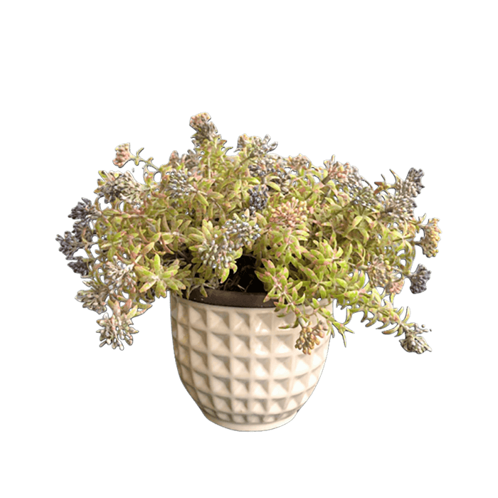 No centro, arranjo de folhagem e semestes do campo no vaso de ceramica branco em fundo branco