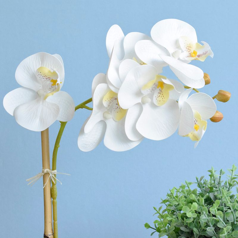 No centro, foco aproximado das 6 flores artificiais de orquidea branca em fundo azul