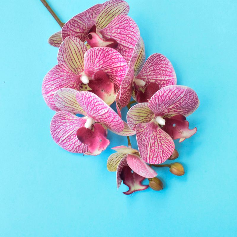 No centro, foco aproximado da haste de orquidea com 6 flores pink e 2 botoes em fundo azul