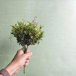 Buquê de folhagem de peperômia pequena e verde  com haste em fundo azul