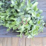 Foco no buquê de folhagem de peperômia  pequena e verde em fundo de madeira marrom.
